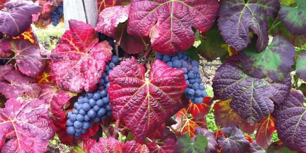A photo of Full-Day Douro Valley Private Premium Wine Tour