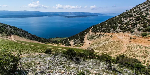 A photo of Full-Day Wine Tour to Brac Island from Split