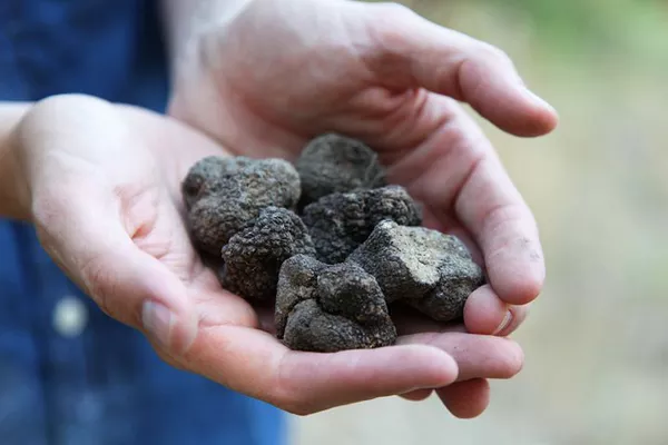 A photo of 3-Hour Truffle Hunting Tour in Provence