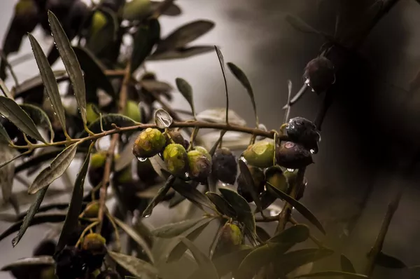 A photo of 2.5-Hour Traditional Olive Harvest in Provence