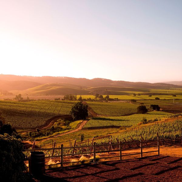 A photo of Full-Day Casablanca Valley: Casas del Bosque & Matetic vineyards