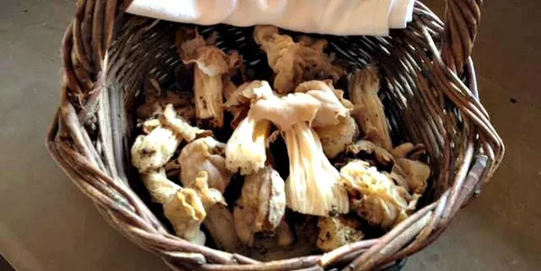 A photo of 4-Hour Mushroom Hunting in the Luberon from Lauris