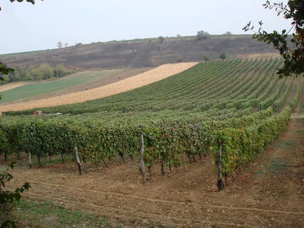 A photo of Serbia Wine Tour to Fruska Gora