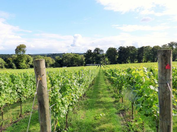 A photo of Private English Wine Tour from East Sussex or Kent