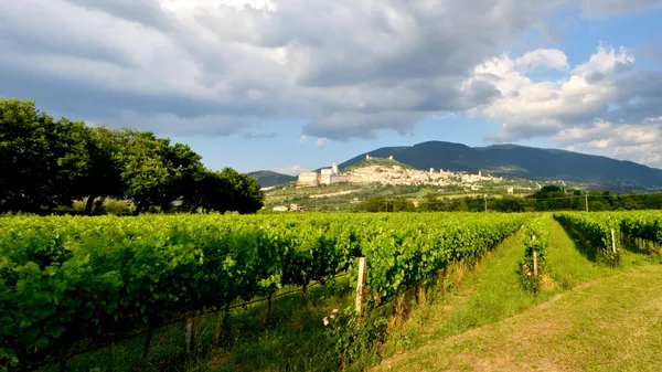 A photo of Lunch with guided wine tasting in Assisi