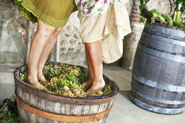 A photo of Private Douro Valley Grape Harvest Tour: Grape Stomping, Wine Tasting and Lunch from Porto