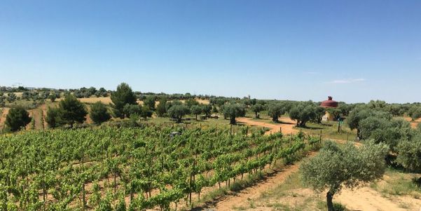 A photo of Half-Day Wine Tour near Madrid with Winery visits, Wine Tasting and Tapas