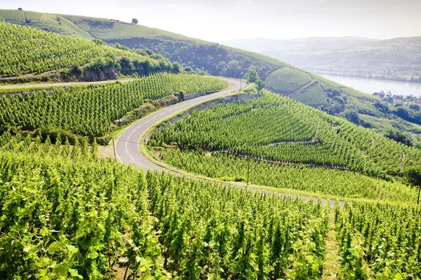 A photo of Half-Day Private Northern Rhône Wine Tour from Lyon