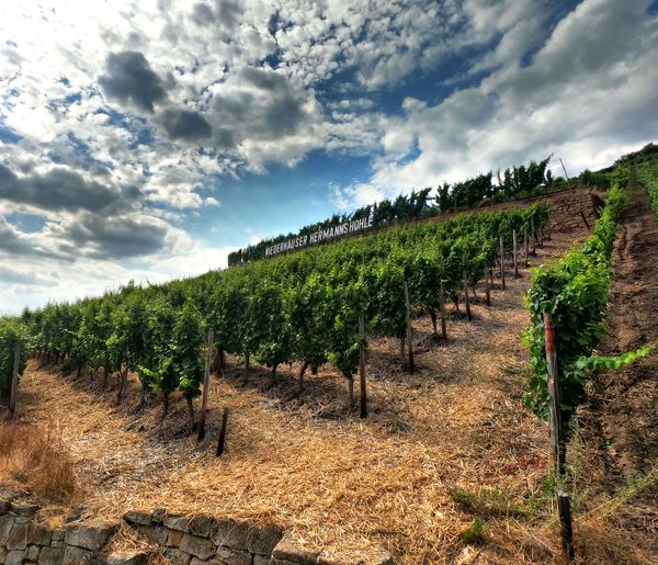 A photo of Rheingau and Rheinhessen Wine Tasting Tour