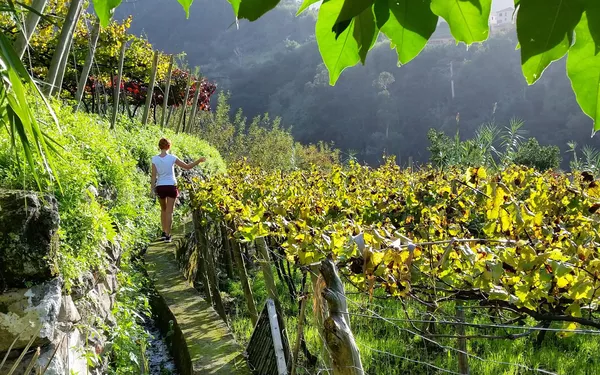 A photo of Private Full-Day Madeira Wine Tasting Tour with Lunch