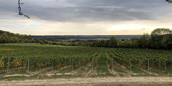 A photo of Full-Day Wine Tour of the Bohemia Wine Region in Prague