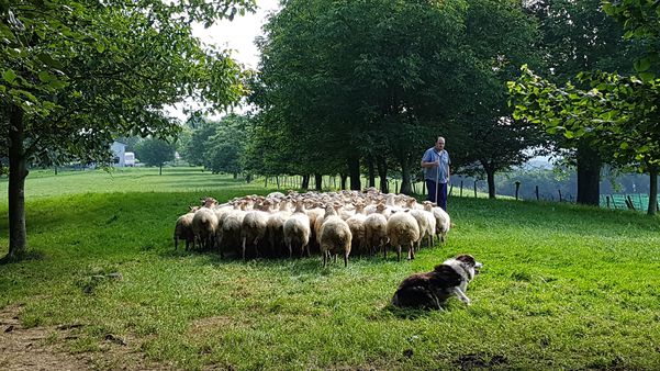 A photo of Idiazabal Cheese Farm Tour & Basque Cider House Lunch from San Sebastian