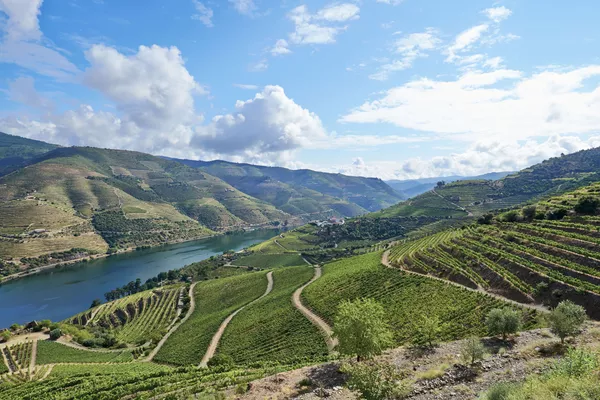 A photo of Full-Day Private Douro Valley Wine Tour with Winery Visit & River Cruise from Porto