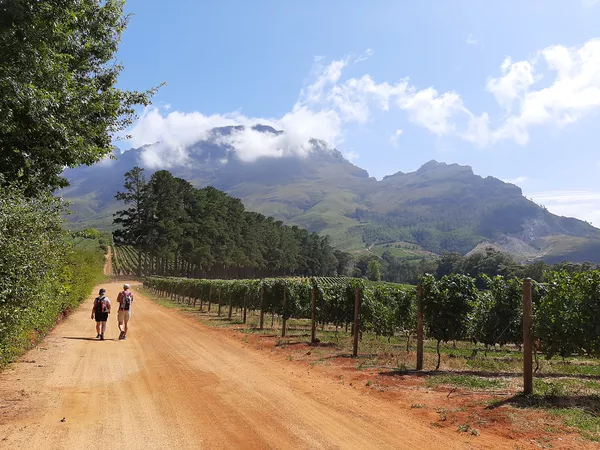 A photo of Half-Day Vineyard Walk & Wine Tasting in the Cape Winelands