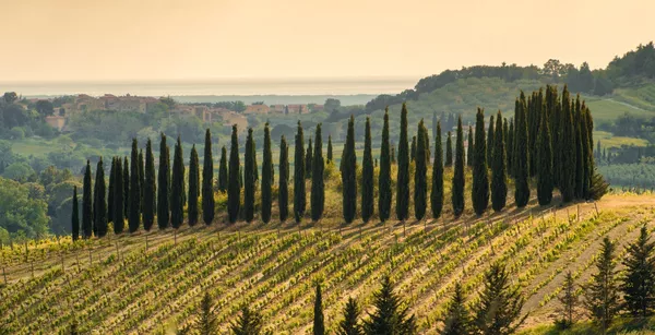 A photo of Full Day Private Wine Tasting Tour in Bolgheri