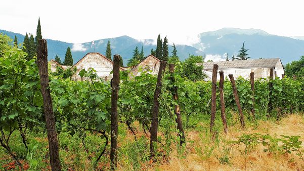 A photo of 5-Day Private Wine Tasting Tour in Armenia