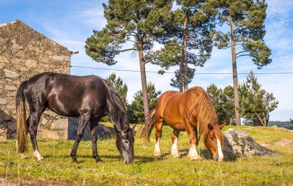 A photo of 2-Day Romantic Wine Escape in a Luxury Ranch and Horse Riding in the Centre of Portugal