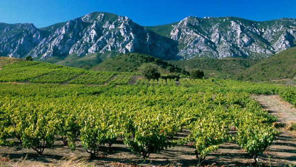 A photo of WINE TOUR EXPERIENCE IN LANGUEDOC ROUSSILLON
