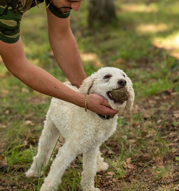A photo of Truffle Hunting & Truffle Lunch