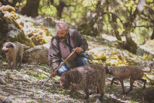A photo of Truffle Hunting and Beekeeping Experience
