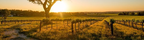 A photo of Barossa Valley