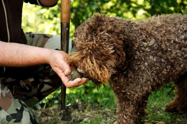 A photo of Truffle Hunting